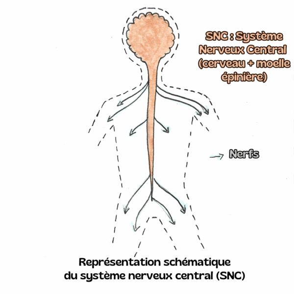 représentation schématique du système nerveux central, cible principale de la sclérose en plaques