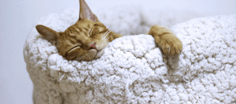 Lire la suite à propos de l’article Mieux dormir : ce que j’ai mis en place pour améliorer mon sommeil